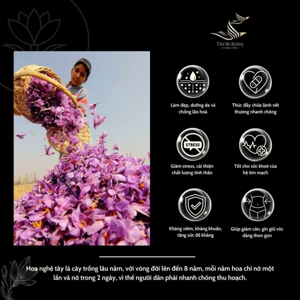 SAFFRON (NHỤY HOA NGHỆ TÂY) THƯỢNG HẠNG DUBAI TÂM AN ĐƯỜNG 1GR - Hình ảnh 9